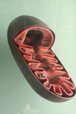 © https://de.wikipedia.org/wiki/Mitochondrium (Sterilgutassistentin - Überseemuseum Bremen)